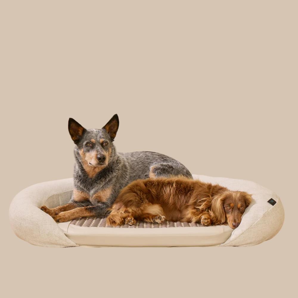 HigherDose Infrared PEMF Pet Bed (Large)